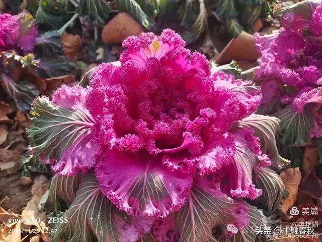 北京景山公园羽衣,冬园锦色|申艳娟