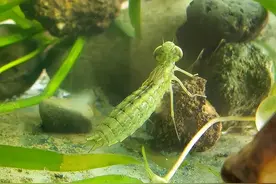 一年能吃掉3千只蚊子，8年才长大，却被当成美食大量捕捉图片