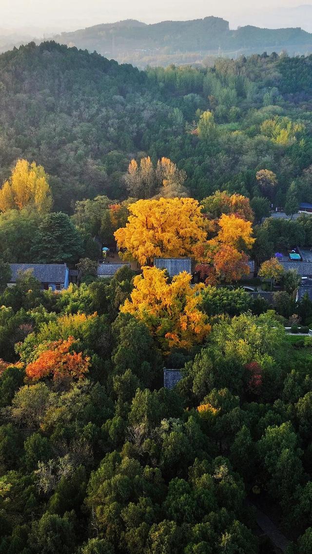 日照深秋“顶流”已就位！这组上新的“屏保”，绝美！