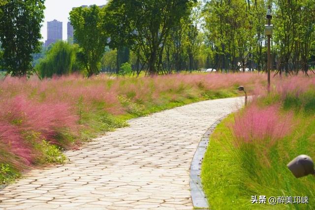 花漾邛州 | 秋日限定美景，粉黛登场！