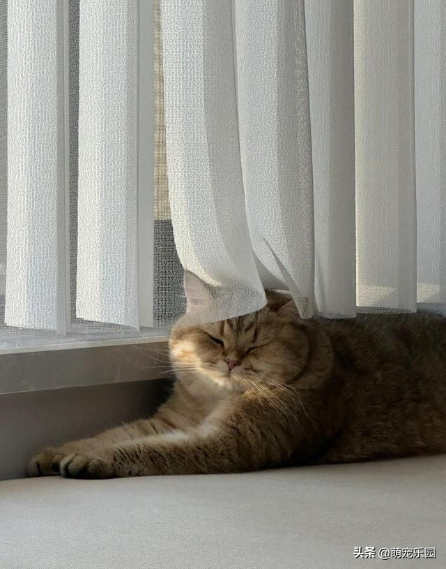 127平小窝住半年，家里主子爱窗台垫，朋友追着问来历