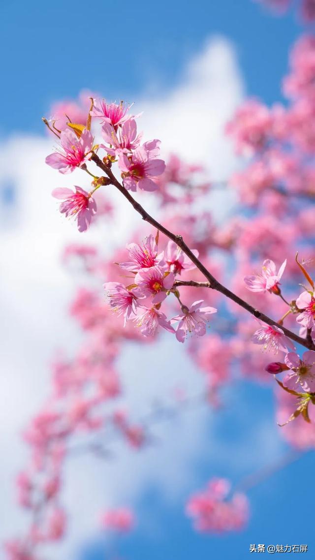 冬日里的粉色浪漫：异龙湖畔冬樱花盛开