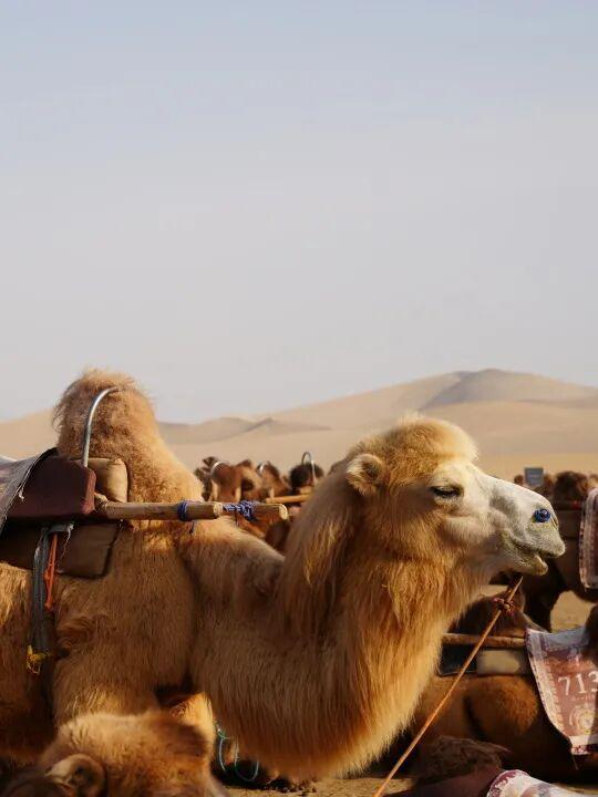 鸣沙山的骆驼悄悄“穿”上冬装啦！