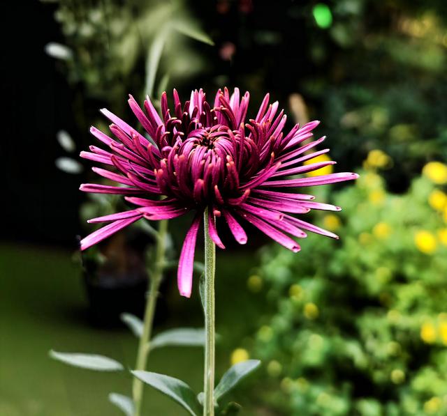 福州西湖公园2025年菊花展