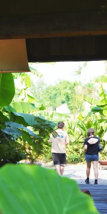 夏崃｜在稻浪绿海中，邂逅漫画夏天与“岛屿”假日