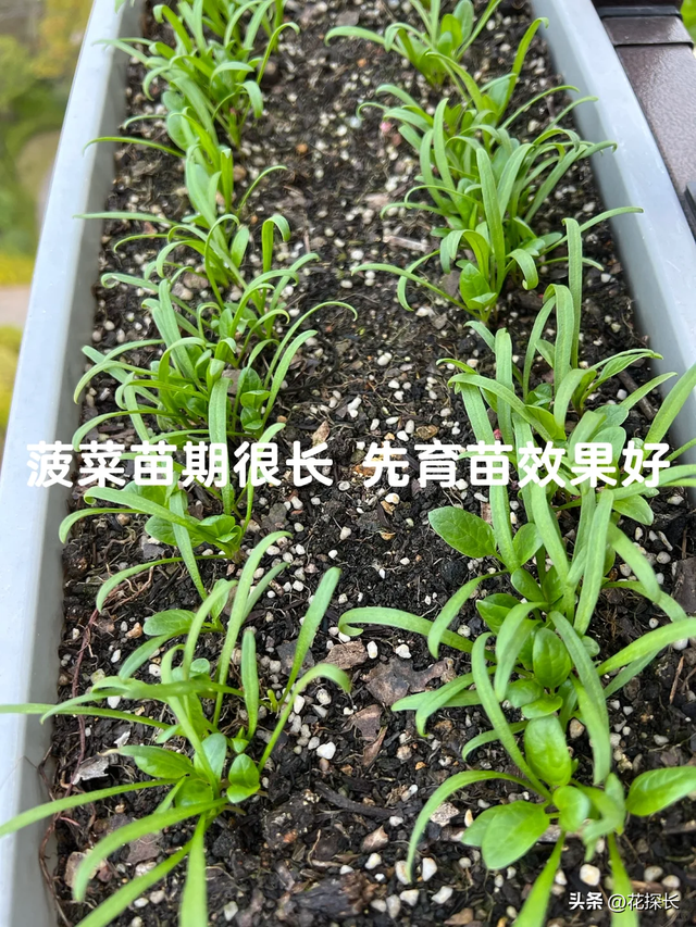 女子离家半个月，一院子南瓜“成了精”，网友：天呐，羡慕死了！
