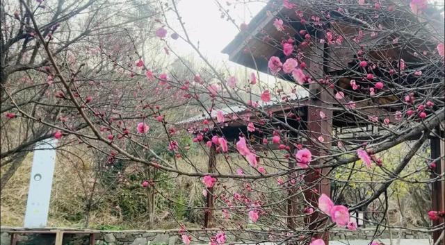 不等春节，黄陂现已大量出现！