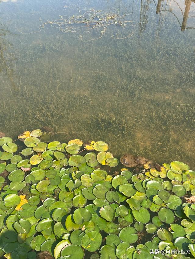 南昌马兰圩公园，七彩花海拍照太美了！