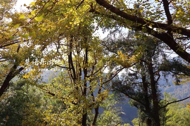 浙江宁波这片风景又火了，银杏林开始进入最佳观赏季，千万别错过