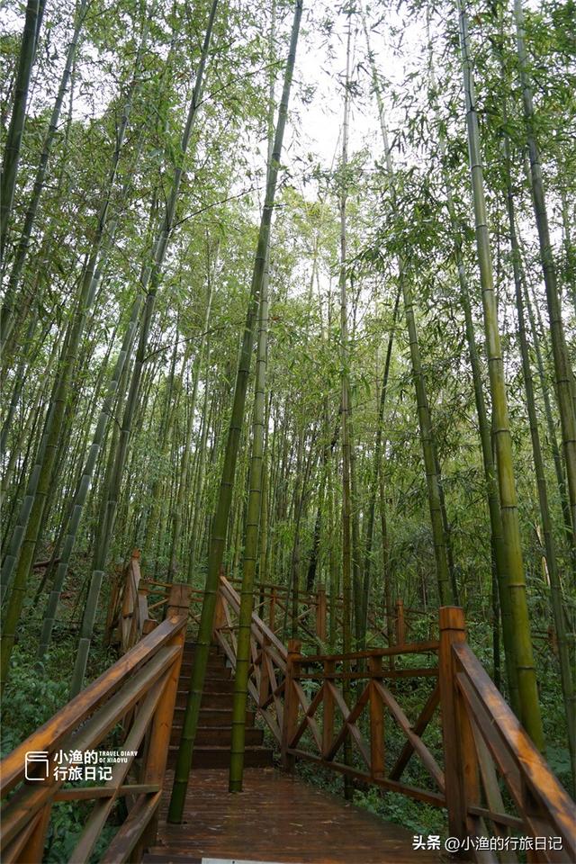 西安秦岭深处惊现“绿野仙踪”！这片竹海秘境又美又仙，你去了吗