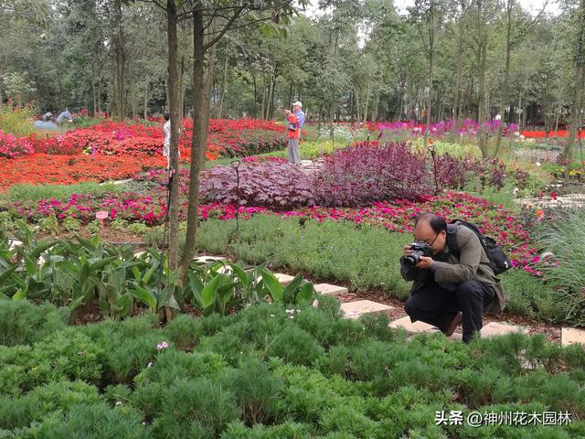 云南首个林下花园：自然与人文交织的生态花园景观杰作