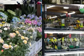 厦门这个地方！藏不住了！如果只有半天，推荐你来这条路线图片