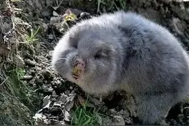 以前是农田害兽，人称“地羊”，现在被当虎骨用，一斤能卖300元图片