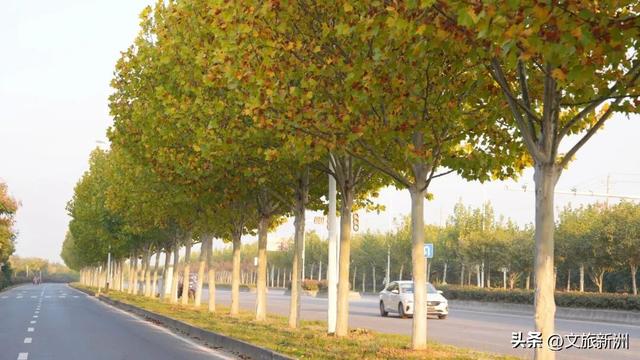 红枫公路、孤独的树......新洲这波秋日「隐藏款」，你知道几个？