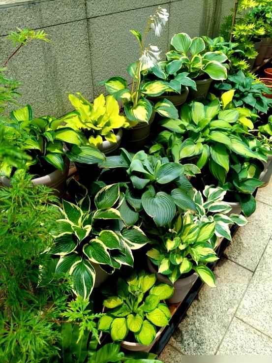 “阴花、不能进阳宅”，家里若有这5种花	，请赶紧“搬出去”！