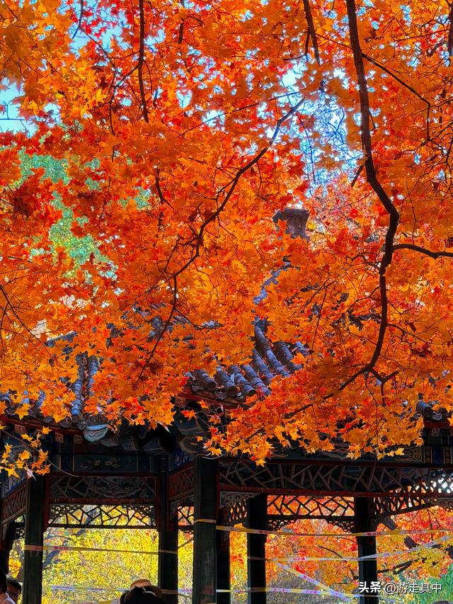11月9日实拍！没人说地坛红叶这么好看啊…