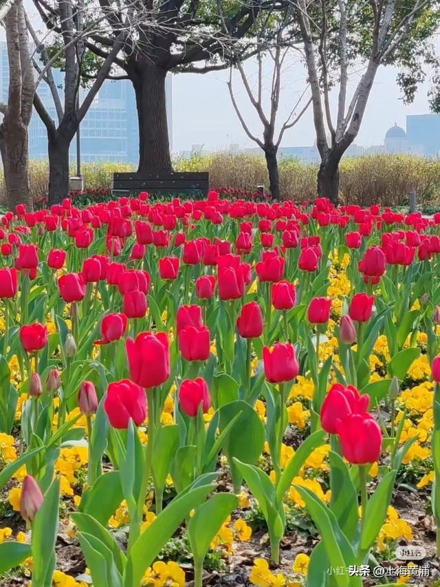 春日限定！这个周末的黄浦，竟然已经美成了这样！