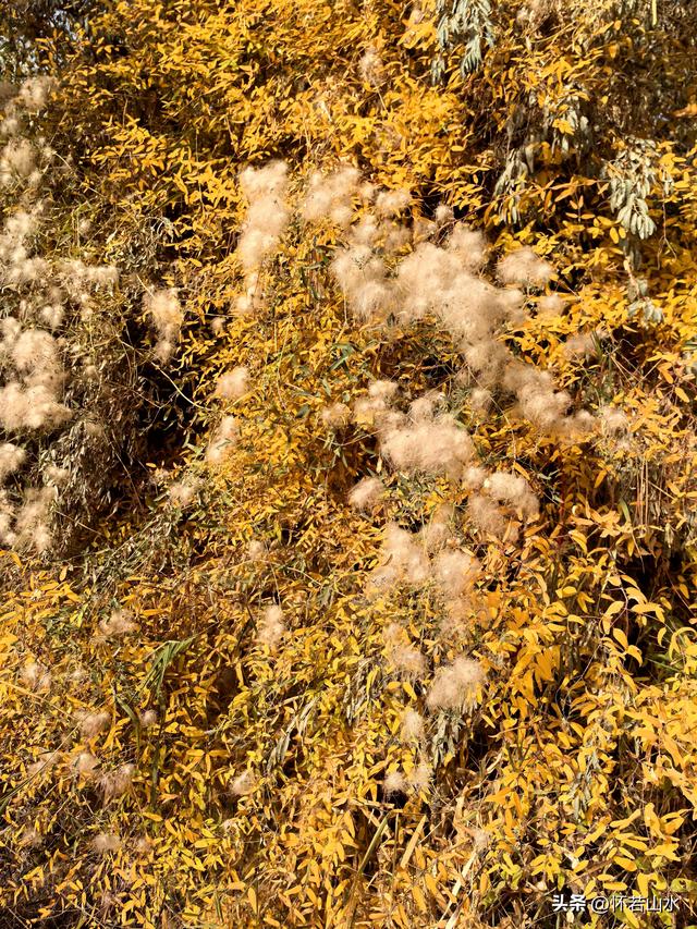 2025环南疆沙漠铁路背包自由行日记(4)——游览泽普金湖杨景区