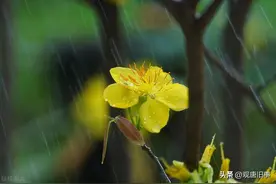 给孩子起名，不少人喜欢用“梓”和“涵”，这俩字寓意真的好吗？图片