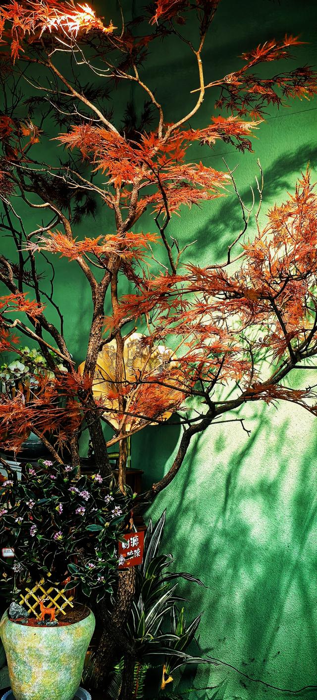 藏在秦岭花世界里的「森系秘境花店——花缘集」，来了就不想走！