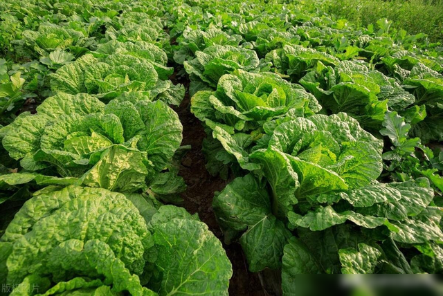 7月底到8月适合种什么菜？这些要赶紧种植了，别错过最佳播种时间