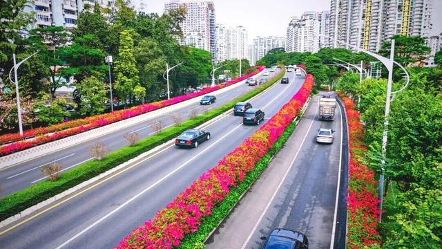惊艳！南山60公里“空中花廊”来了~