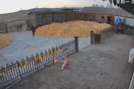 黑龙江老虎咬伤村民，警方：在搜捕老虎，建议不要出门 被老虎咬伤老人儿子：有两只老虎图片
