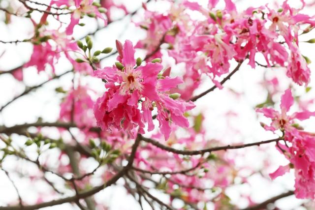 美翻了!石碣街头异木棉盛放,一树树粉花演绎都市浪漫