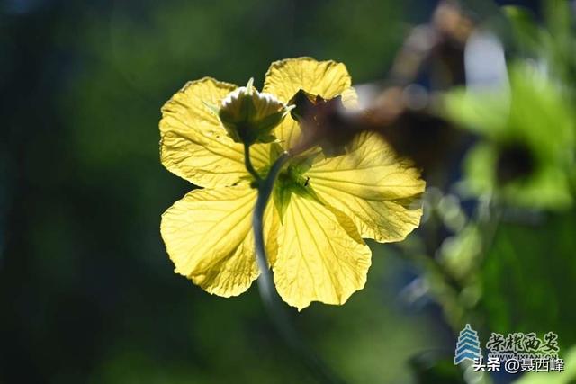 庭院风光:丝瓜花