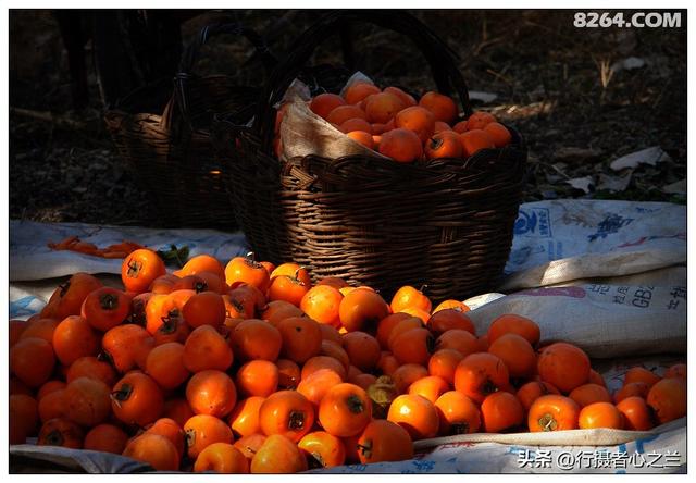 山东行游影记（194）—青州仰天山柿子沟（二）