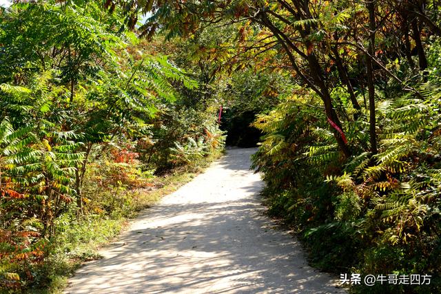 延庆应梦寺（五）：山巅极目收千嶂，林海听风涤尘心