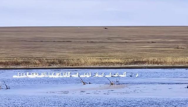 【支援合作 共谋发展】氛围感拉满！扎赉特旗图牧吉秋日湿地，百鸟翩跹入画来~