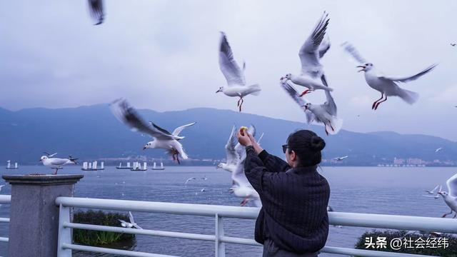 每日一景|漫步滇池湖畔·与海鸥共舞