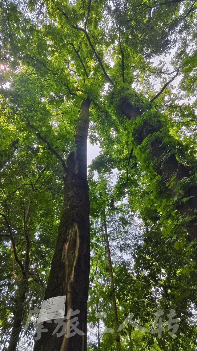皖浙摩旅二人转——蜈蚣岭篇（下）