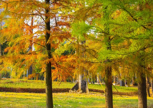 柳州龙湖公园的水衫红了!把冬天装扮得超美!你来打卡了吗?