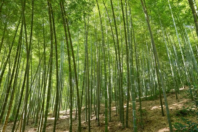 高铁直达,文旅折扣加码!