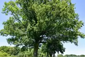 想让大树枯死很简单，只需要用对这几种“特效药”，但别乱用图片