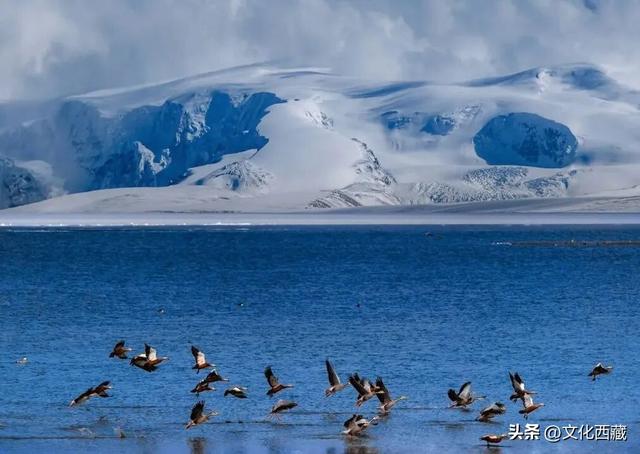 阿里！浓缩了西藏最极致的风光！看完这5种绝色才算不虚此行！
