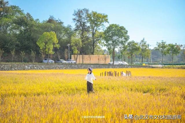 会玩的武汉人，都回村过秋天了