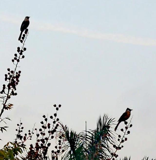 成双对的鸟儿——我的音乐相册《早起的鸟儿》再观记
