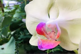 玄学上身体的对你发出的信号图片