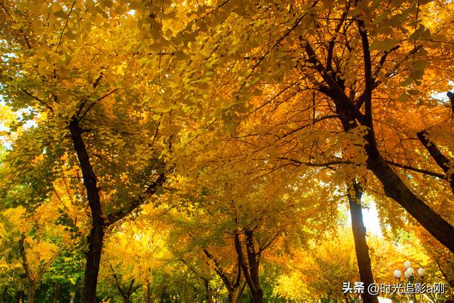银杏季，一场不用预约的金色盛宴！