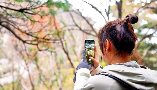 错过再等一年！华山红叶已到最佳期！