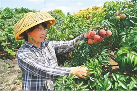 近2700吨！抢“鲜”出岛🤩图片