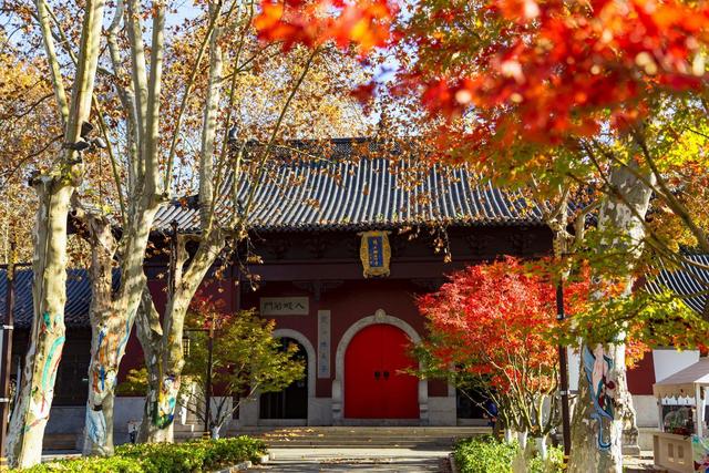 石象路银杏黄了！秋日南京必走的几条经典路线