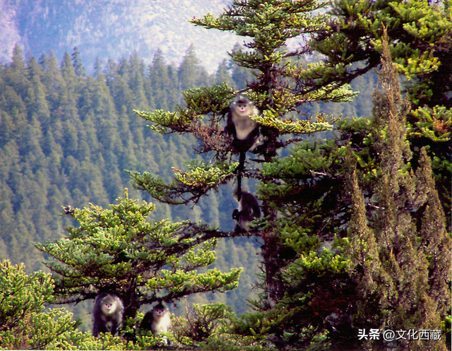 西藏“东大门”！被90%游客错过的宝藏城市，藏着世界级奇观！