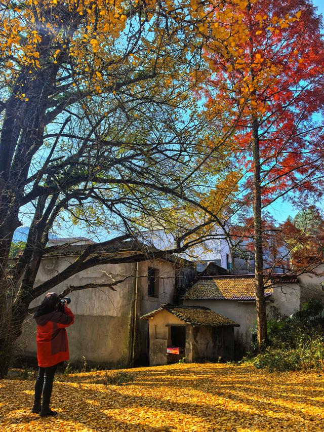 后叶村的古银杏浅唱低吟