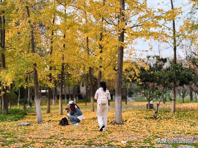 红透了！西安这片水上杉林，已进入最佳观赏期！