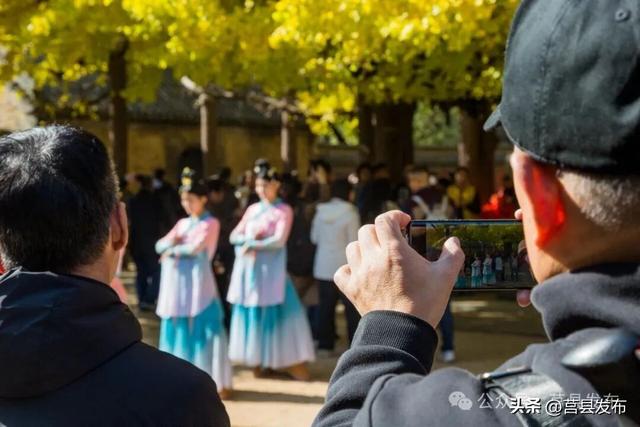今天实拍！浮来山银杏，一树鎏金映古寺
