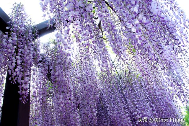 玉渊潭公园紫藤花开，诗意满满，演绎“一帘幽梦”的极致浪漫